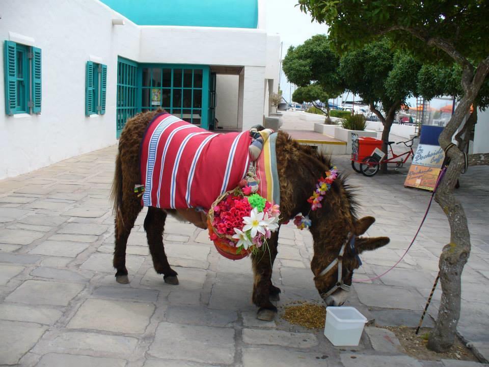 Mykonos Holidays @ Club Mykonos Лангебан Екстериор снимка